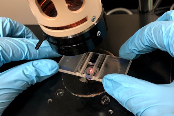 Emancipacíon Microbiana